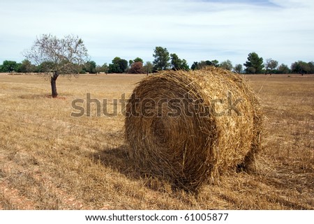 Harvested field with roll of straw, almond tree, sky with white clouds and bushes and trees in the background, Mallorca