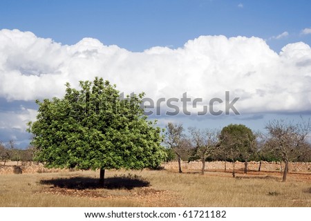 Landscape with carob tree on the field of grass with broad crown and shadow under the tree, a group of almond trees, antique stone wall in their background, blue sky with big white cloud (Mallorca)