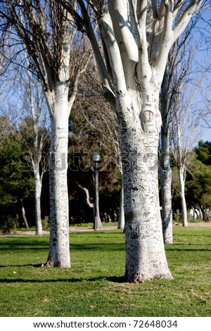 Park with trees with lot of writings and paintings cut into its bark. A risky practice for the vivid trees. Graffiti. Green grass and blue sky.