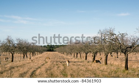 Harvested field with almond trees and lambs. Blue sky with some white clouds, bushes in the background, Majorca