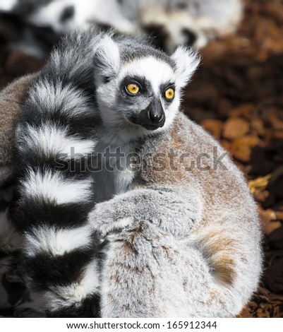 Lemur eyes wide open looking at what is happening around