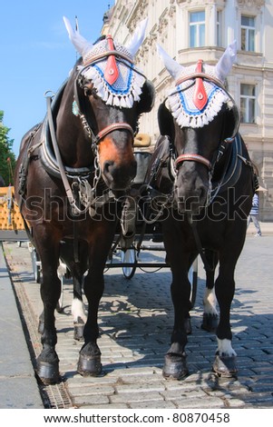 Walking with elegant carriage horses in central Prague