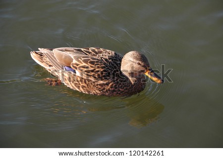 A wild duck swims in the river