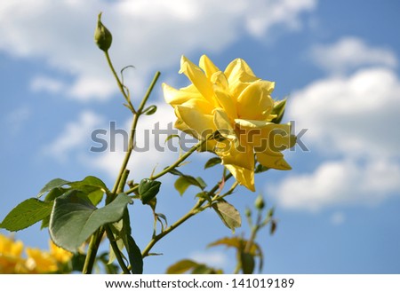 Yellow rose on a background of blue sky