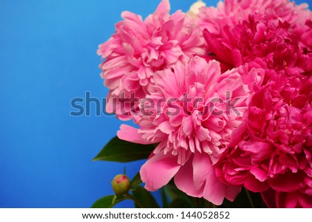 Bouquet of peonies on a blue background