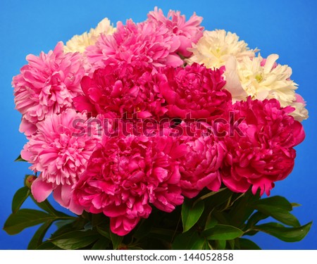 Bouquet of peonies on a blue background