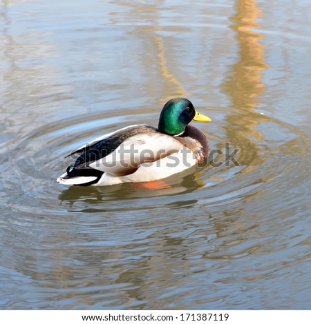A wild duck swims in the river