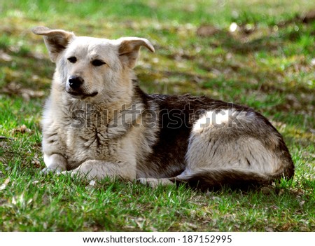 Large dog resting on grass