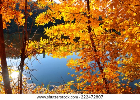 Yellow trees and river
