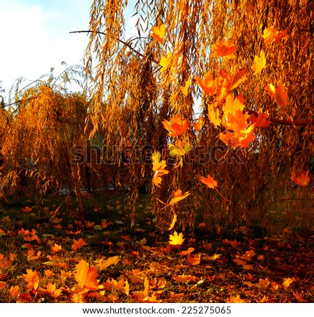 Falling leaves of maple in a park on a background sky