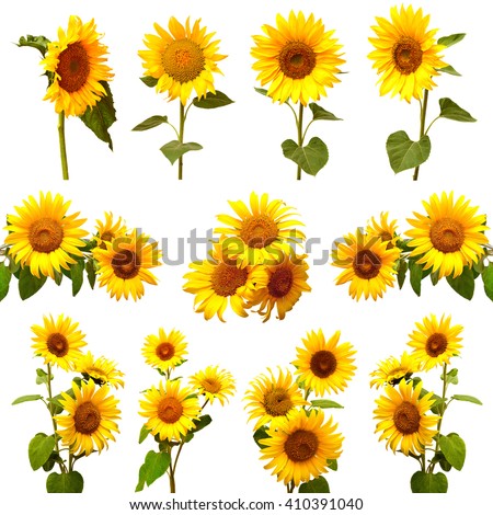 Collection of sunflowers isolated on white background. Flowers sunflowers