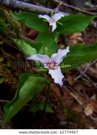Painted Trillium on Snowy Mountain in the West Canada Lake Wilderness Area, Adirondack Park, New York.