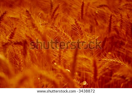 red grain ready for harvest growing in a farm field