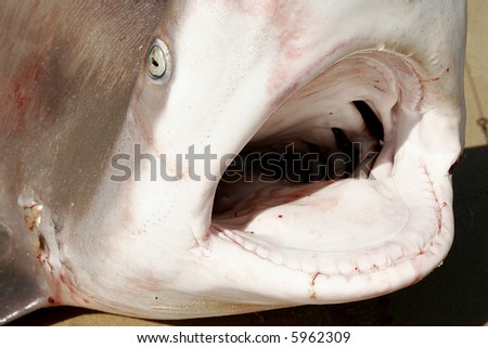 sharks mouth
