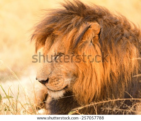 Male lion lying in the grass at sunset in Masai Mara, Kenya