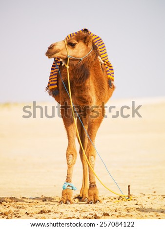 Single camel in the desert, full length on its feet