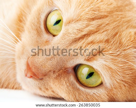 Redhaired cat isolated on white background, looking aside