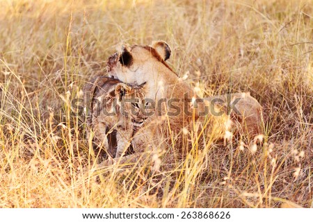 Lioness with cub lying in the grass at sunset in Masai Mara, Kenya