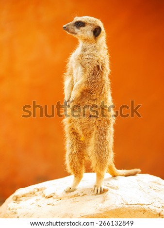 Meerkat looking around. Orange natural background, shot in Africa.