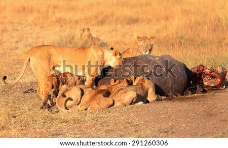 Pride of lions eating a pray in Masai Mara, Kenya