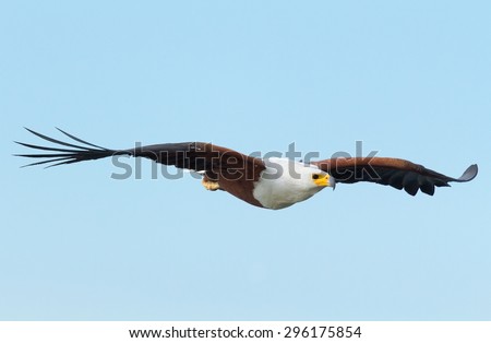 Fish Eagle flying fast in order to catch a fish