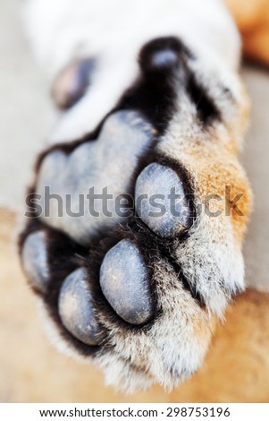 Tiger paw close up - shot in Chiang Mai, Thailand