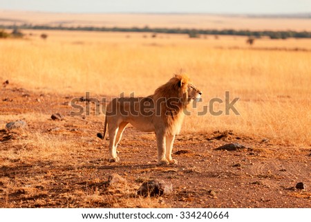 Male lion walking in the grass at sunset in Masai Mara, Kenya