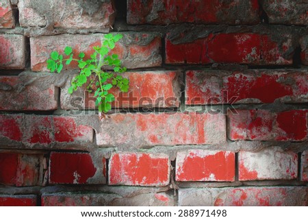 flower rose on dirty old red brick wall