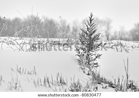 snow embankment