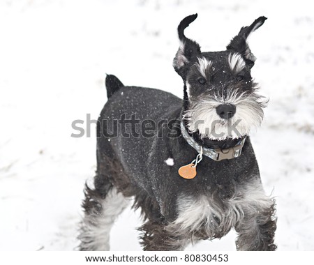 A dogs ears flap in a snow storm.