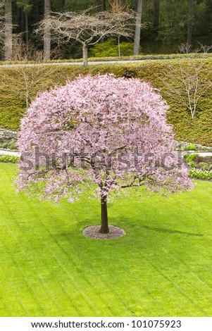 Fully bloomed cherry tree in center of yard with evergreens in background