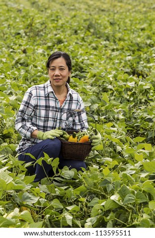 Mature women with basket of vegetables in large green bean field during early fall season