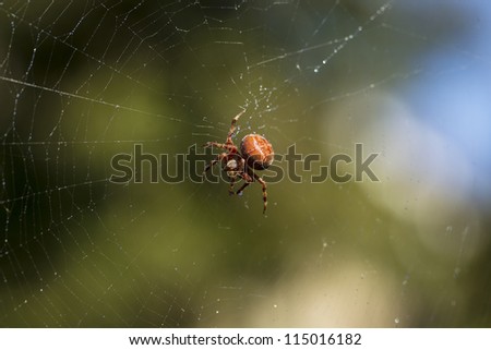 large garden spider in web with water droplets, trees and blue sky in background