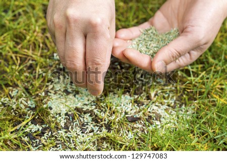 Horizontal position of Female hands holding new grass seed with bare earth soil and old grass beneath as background