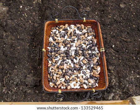 Horizontal photo of green bean seeds in basket, waiting to be planted, next to garden earth