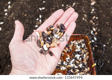 Closeup horizontal photo of green bean seeds in hand, with garden and basket of seeds in background