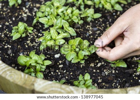 Horizontal photo of a female hand touching a new basil plant in a barrel planter