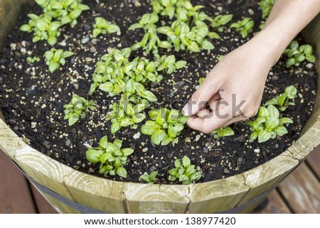 Horizontal top view photo of a female hand touching a new basil plants in a large barrel planter with cedar boards underneath