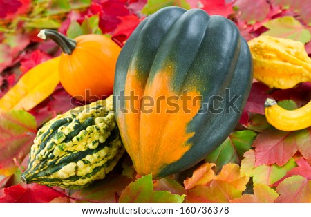 Closeup photo of large acorn squash with small pumpkin, decorative squash and autumn leaves