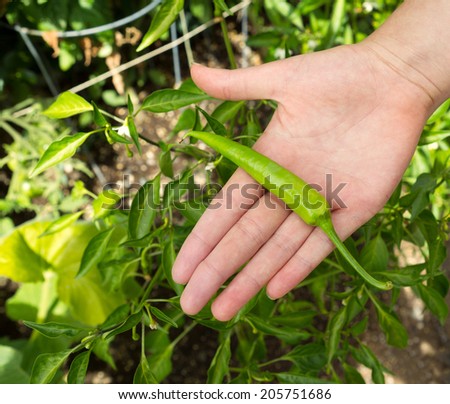 Top view of female hand, palm up, holding a freshly picked green hot pepper with home garden in background
