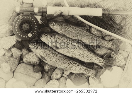 Three wild trout with fishing fly reel, landing net and assorted flies on wet river bed stones with vintage concept.