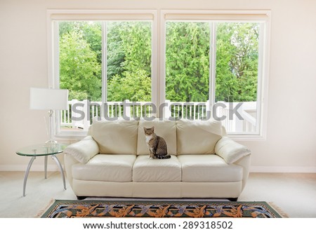 Family cat sitting on white leather couch and large windows showing bright green trees in background.