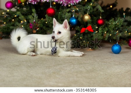 Happy white puppy dog, toy mouse hanging from mouth, with decorated tree in background. Selective focus on dog.