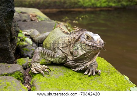 green lizard iguana on the stone