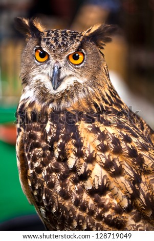 Eurasian Eagle Owl looking at camera