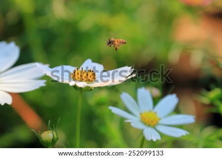 A bee fly over cosmos flower