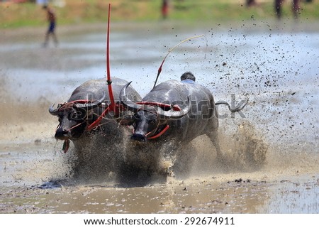 CHONBURI THAILAND - JUNE 28 : Status of traditional buffalo race, which is held annually at Chonburi, Thailand. on Jun 28, 2015. Traditionally held by farmers to conserve water buffalos in Thailand.