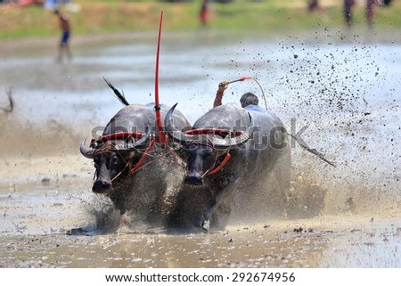 CHONBURI THAILAND - JUNE 28 : Status of traditional buffalo race, which is held annually at Chonburi, Thailand. on Jun 28, 2015. Traditionally held by farmers to conserve water buffalos in Thailand.