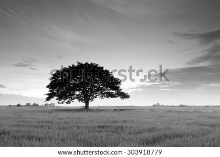Silhouettes of a tree in the paddle field in black and white. Rice is very important agriculture in Thailand.