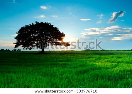 Silhouettes of a tree in the paddle field. Rice is very important agriculture in Thailand.